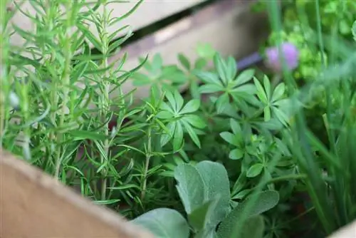 Jardin d'herbes aromatiques sur balcon