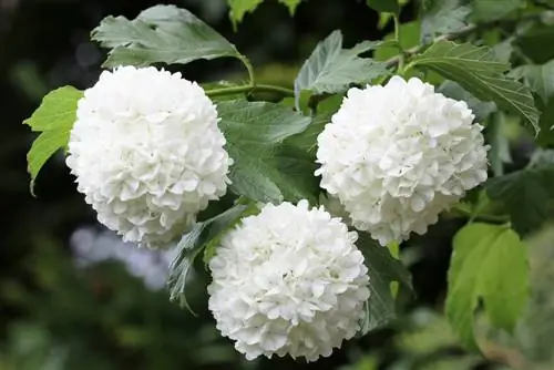 Boule de neige - Viburnum opulus