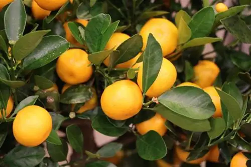 Calamondin - Sitrus mitisi