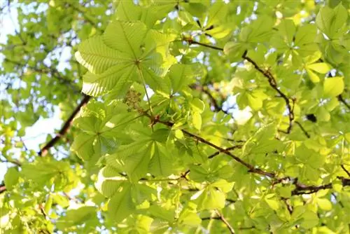 Chestnuts - Castanea