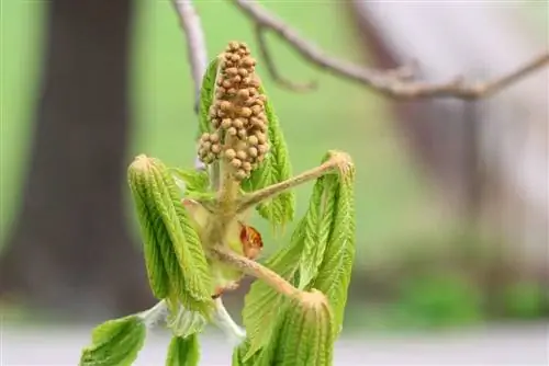 চেস্টনাট ফুল - Castanea