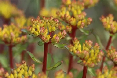 Lihavan kanan leikkaaminen - Sedum aizoon