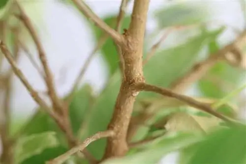 Ficus benjamini - txiav birch fig