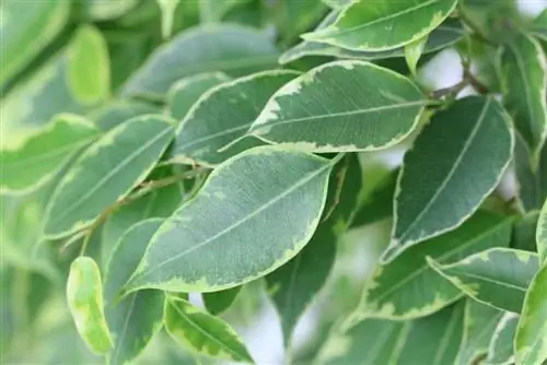 Ficus benjamini vágása - nyír ábra