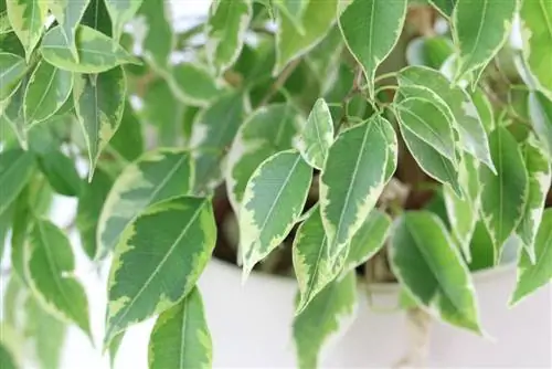 Ficus benjamini - nyírfa vágás ábra