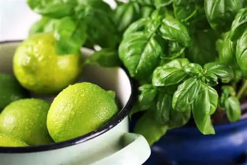 Limes and basil