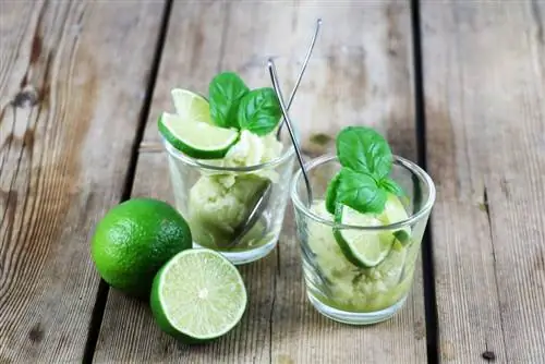 Limebasilikumsorbet