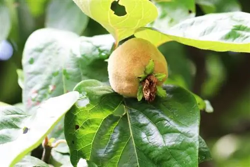 Quince - Cydonia oblonga