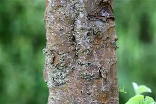 Սերկևիլ - Cydonia oblonga