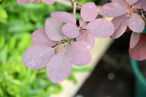 röd perukbuske - Cotinus coggygria - 'Royal Purple'