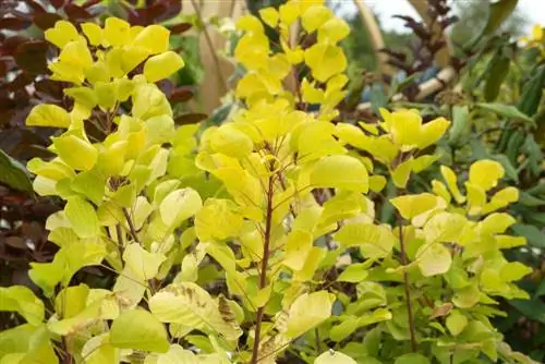 Perukbuske - Cotinus coggygria