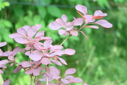 pulang wig bush - Cotinus coggygria - 'Royal Purple'