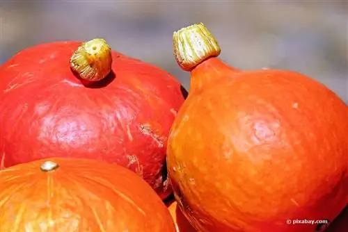 হোক্কাইডো কুমড়া সংগ্রহ করা