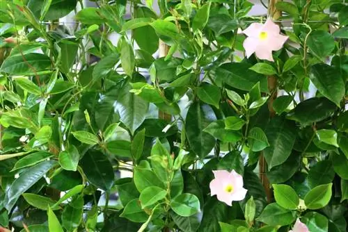 Dipladenia – Mandevilla