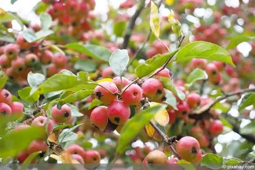 Sny crabapples