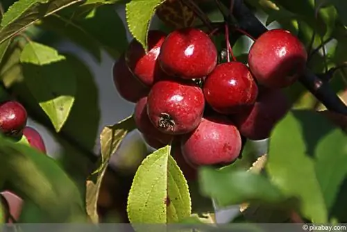 Kata crabapples