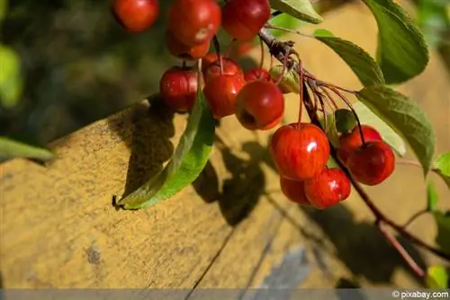 Hva bør du være oppmerksom på når du kutter crabapples? Vi viser det