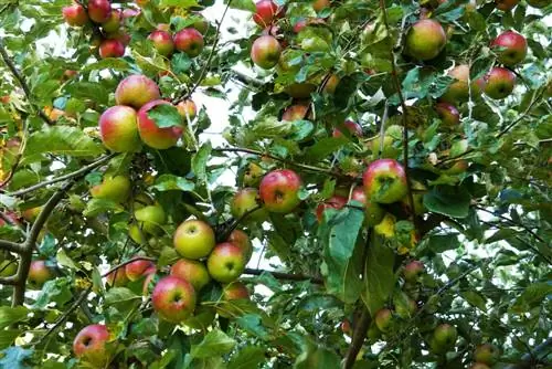 Apple tree with good harvest