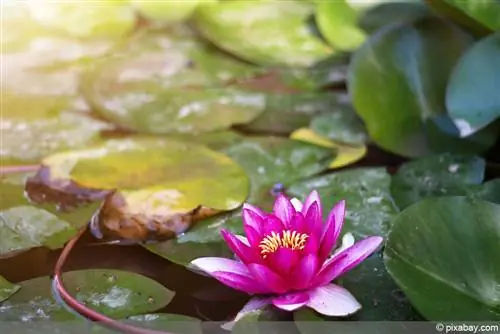 Kolam taman dengan teratai