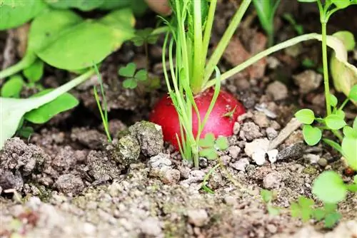 Radijzen kweken: planten zaaien, verzorgen, oogsten + bewaren