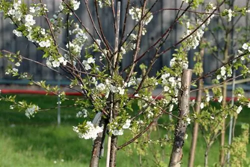 Instrucciones para cortar cerezas columnares - ¡Así se hace