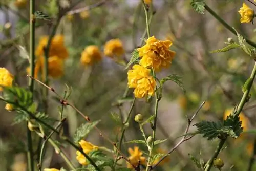 Ranunculus bush - Kerria japonica