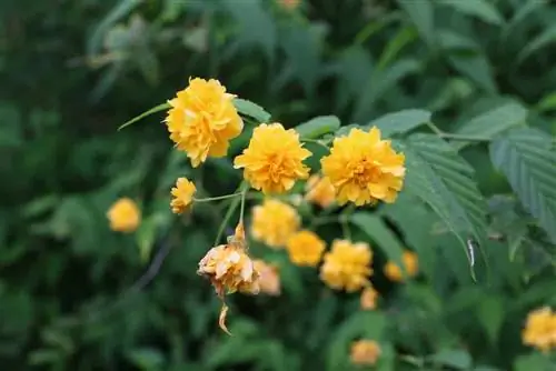 Ranunculus põõsas - Kerria japonica