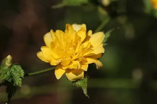 Ranunculus kolu - Kerria japonica