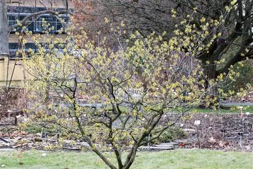 Mchawi hazel - Hamamelis intermedia