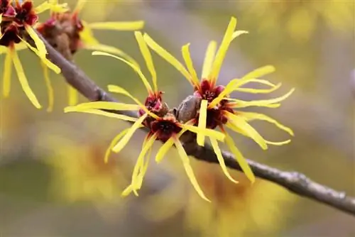 Kapan saya harus memotong witch hazel? Instruksi dan tip