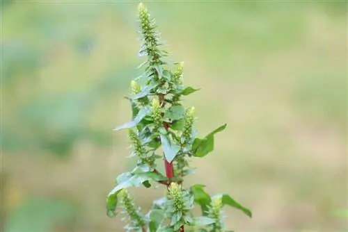 Rabarbern blommar - kan du fortfarande äta den nu? Skördeinformation