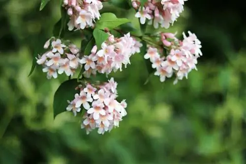 Kolkwitzie - Kolkwitzia - พุ่มไม้มุก - Linnaea amabilis