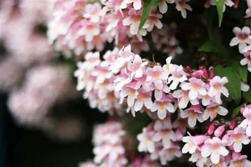 Kolkwitzie - Kolkwitzia - helmipensas - Linnaea amabilis