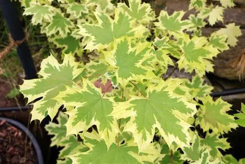 Acero riccio - Acer platanoides