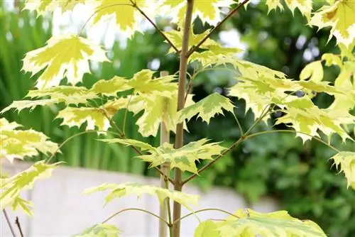 Cutting instructions for the ball maple - How to cut it correctly