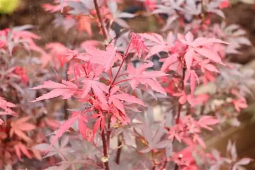 افرا ژاپنی - Acer palmatum