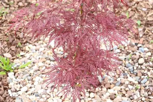 Japonský japonský javor - Acer palmatum