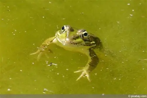 Frog in the algae pond - Algae in the frog pond