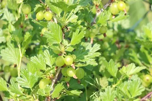 È ora di tagliare l'uva spina