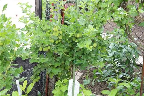 Tagliare l'uva spina a misura