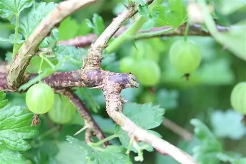 Tagliare l'uva spina - istruzioni