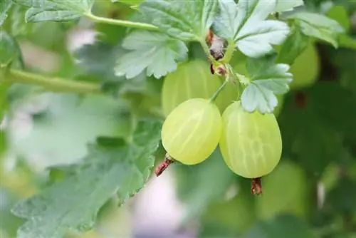 Pagputol ng mga gooseberry - ang perpektong oras para sa pagputol