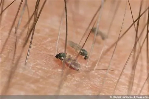 Mosca nera - Simuliidae