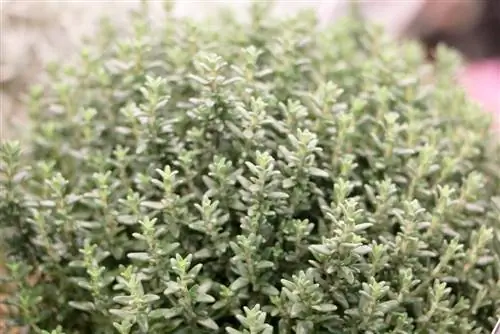 thyme