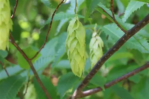 Cut hornbeam