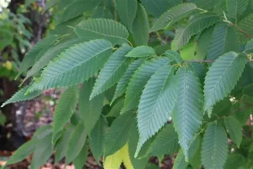 Cutting hornbeam - Kailan ang pinakamagandang oras?