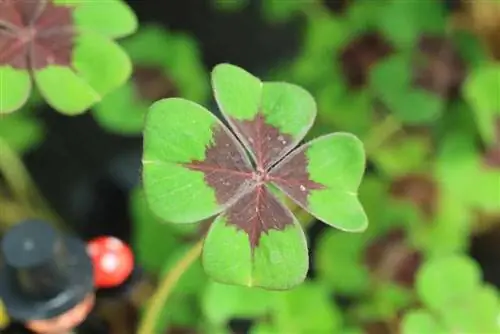 Lucky clover - Oxalis tetraphylla