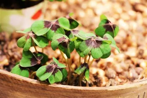 Lucky clover plant, Oxalis tetraphylla - paghahasik, pangangalaga at overwintering