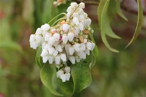 Medlar mengkilap