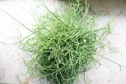 Rhipsalis casutha